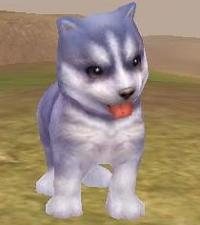 dog_blue.JPG
